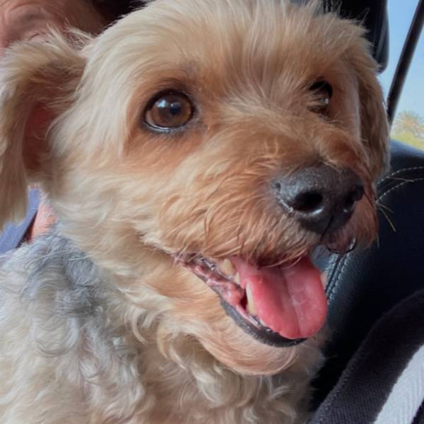 Tomtom the dog